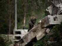airsoft pilt