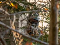 airsoft pilt